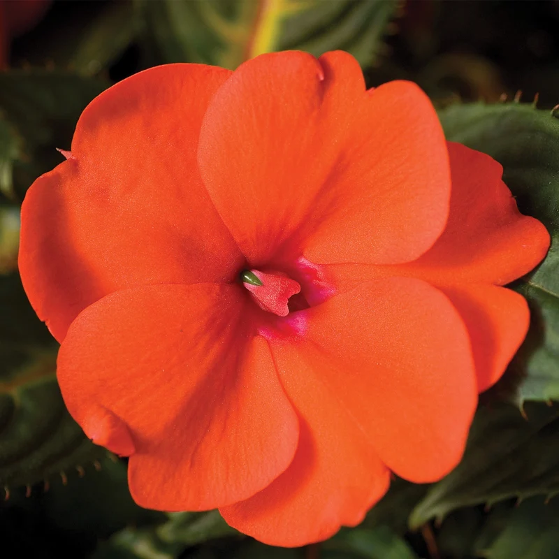 Impatiens SUNPATIENS® Compact Orange