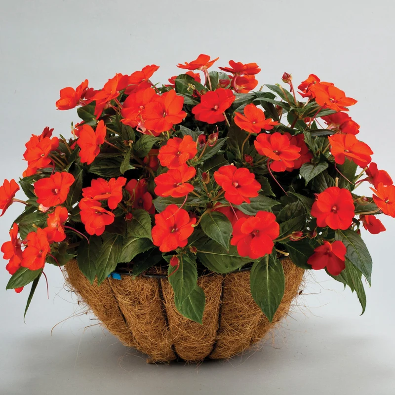 Impatiens SUNPATIENS® Compact Orange