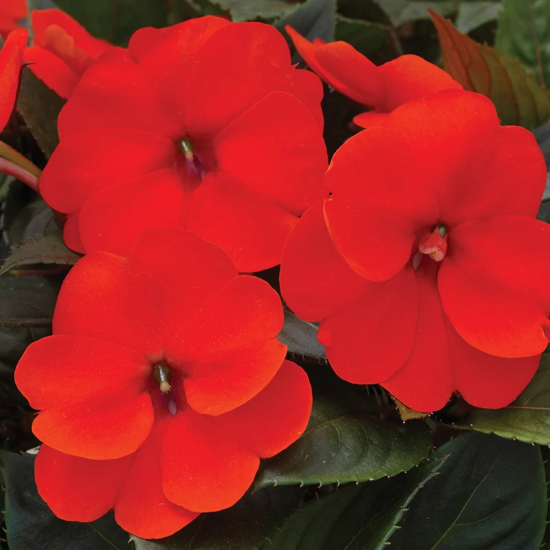 Impatiens SUNPATIENS® Compact Orange