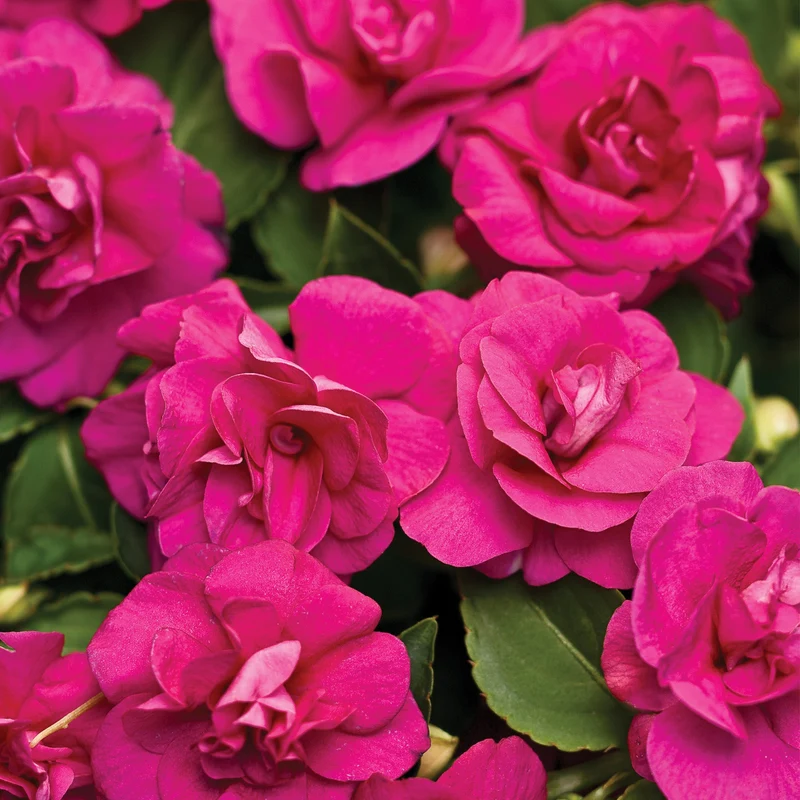 Impatiens double ROCKAPULCO® Purple