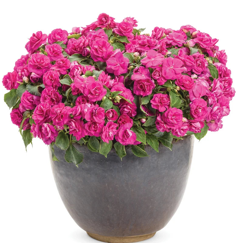 Impatiens double ROCKAPULCO® Purple