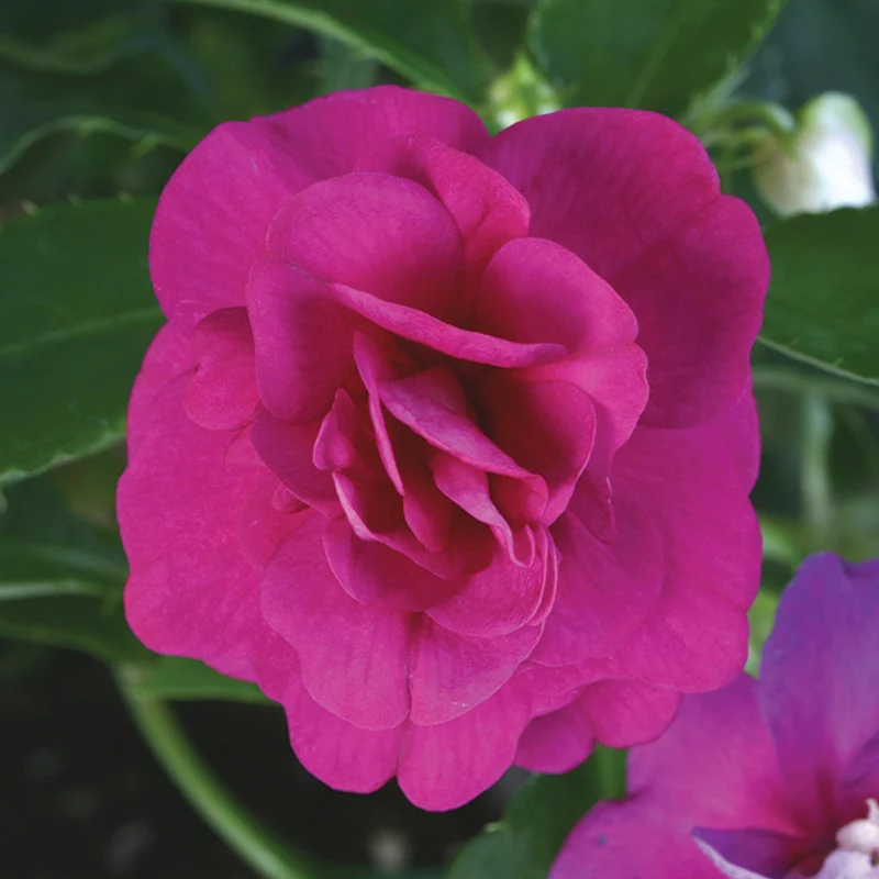 Impatiens double ROCKAPULCO® Purple