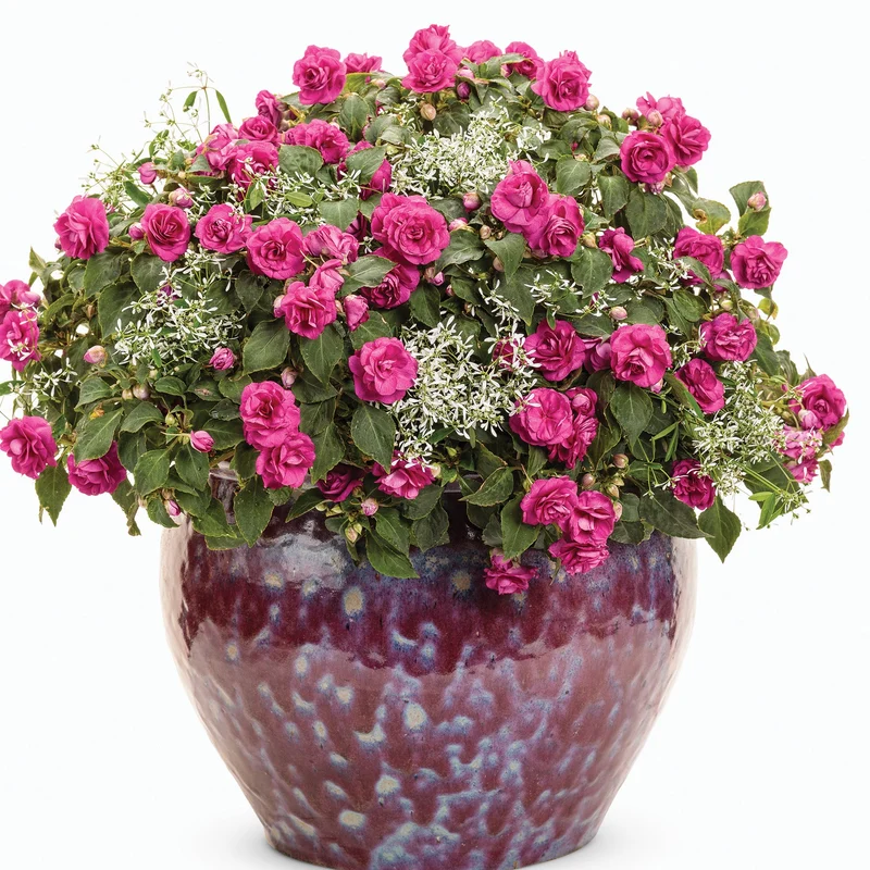 Impatiens double ROCKAPULCO® Purple