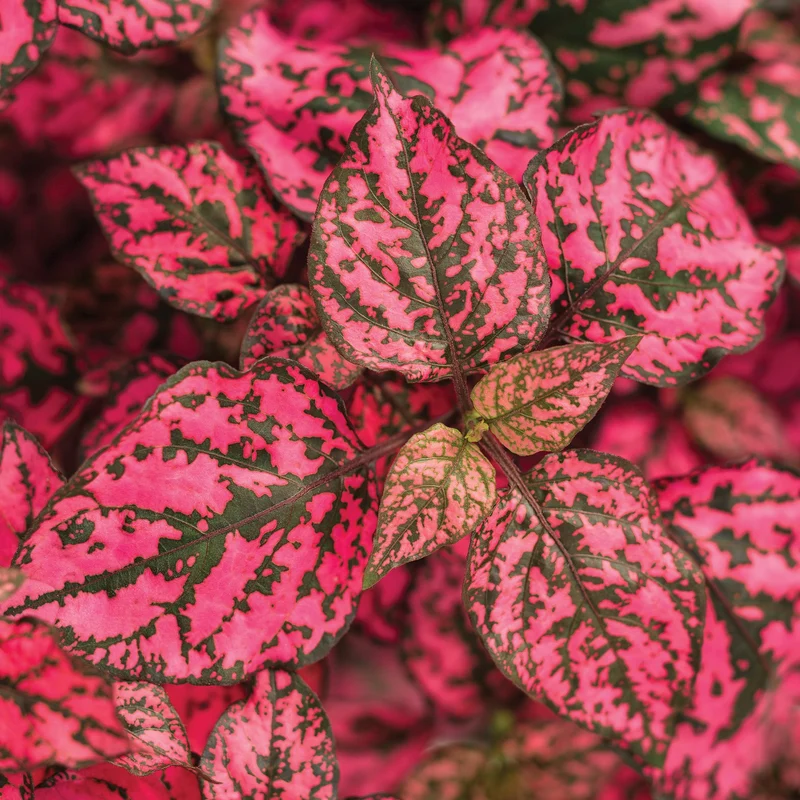 Hypoestes HIPPO Rose