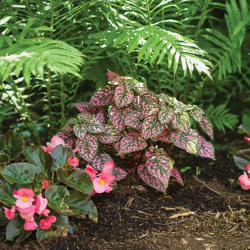 Hypoestes HIPPO Rose
