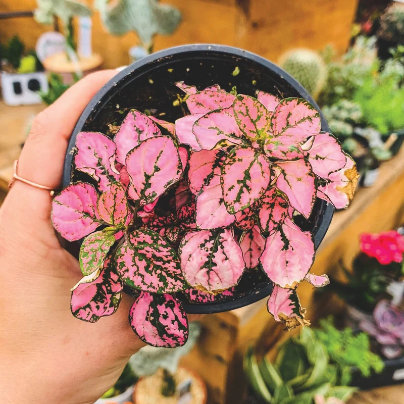 Hypoestes HIPPO Rose