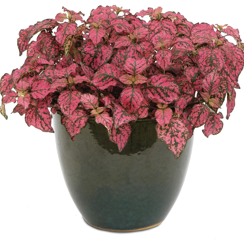 Hypoestes HIPPO Rose