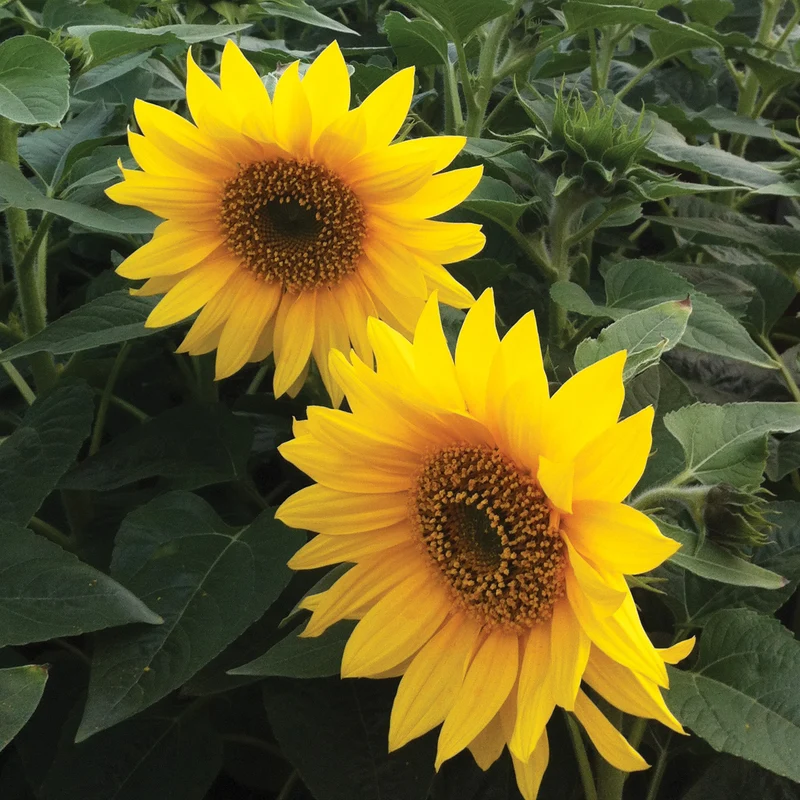 Tournesol Pacino® Gold
