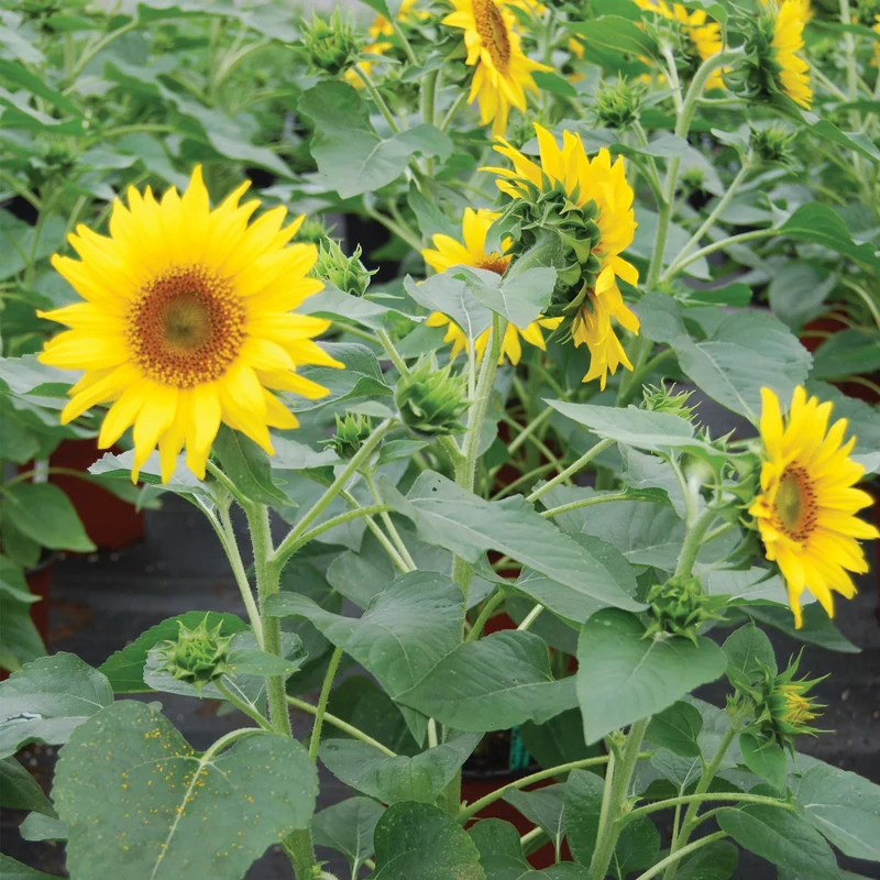 Tournesol Pacino® Gold