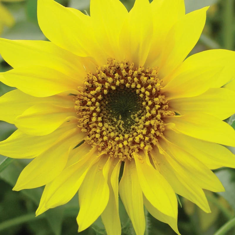 Tournesol Pacino® Gold
