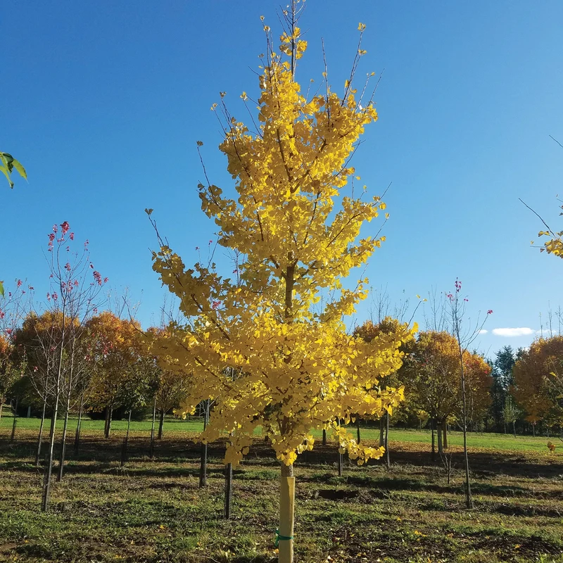Arbre aux quarante écus PRINCETON SENTRY®