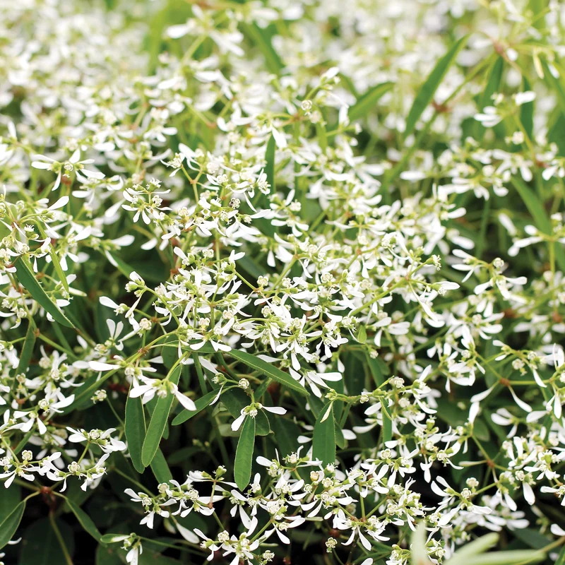 Euphorbe STARBLAST™ White