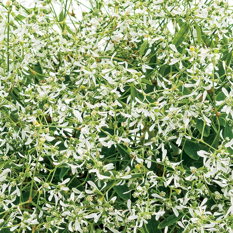 Euphorbe STARBLAST™ White