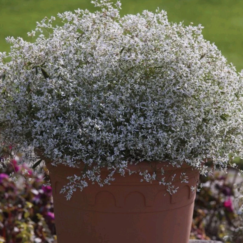 Euphorbe STARBLAST™ White