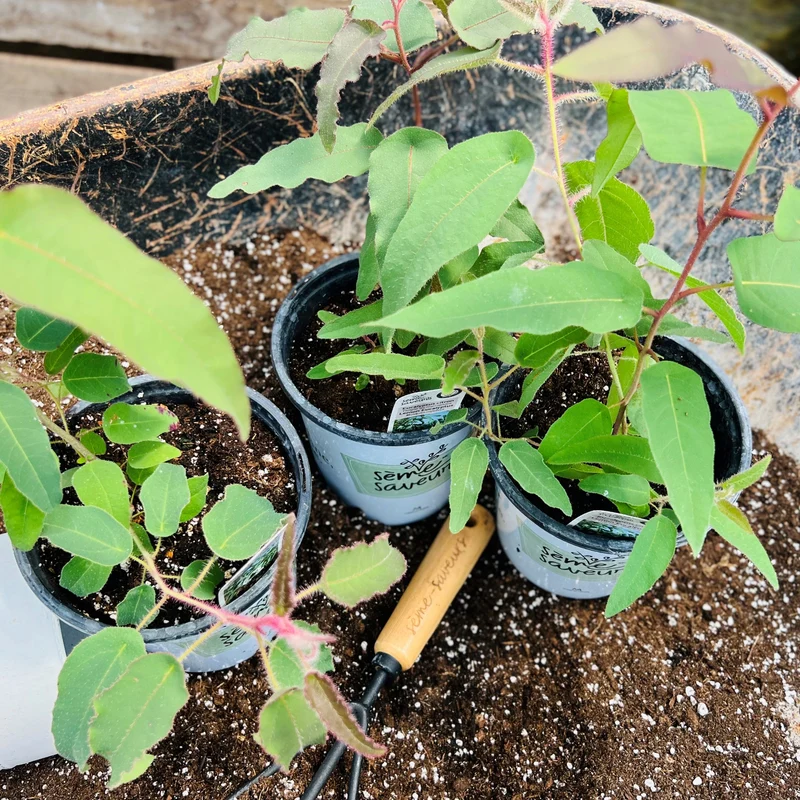 Eucalyptus citriodora – Eucalyptus Citronné