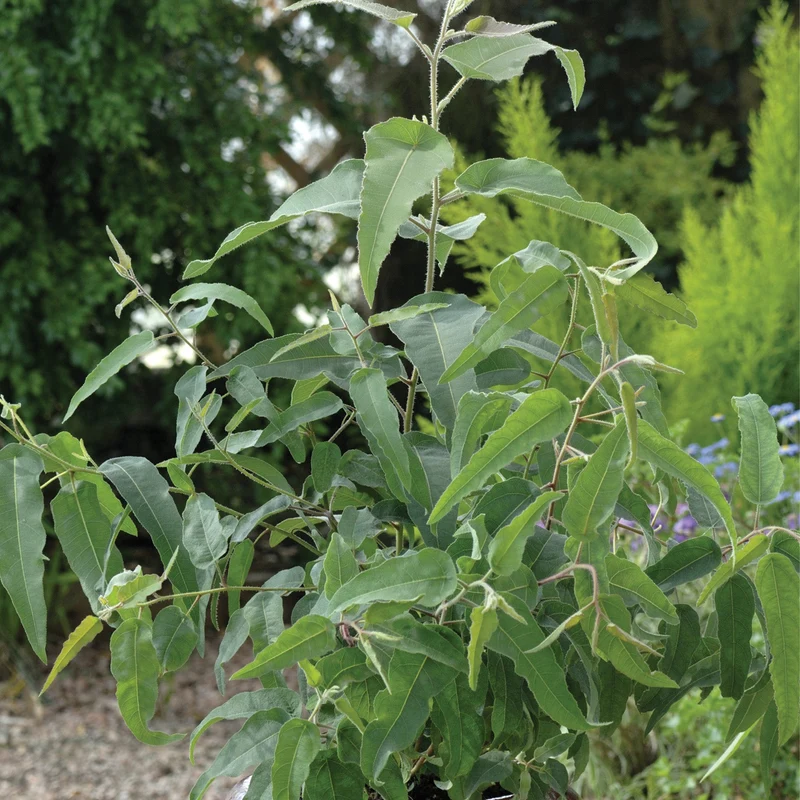 Eucalyptus citriodora – Eucalyptus Citronné