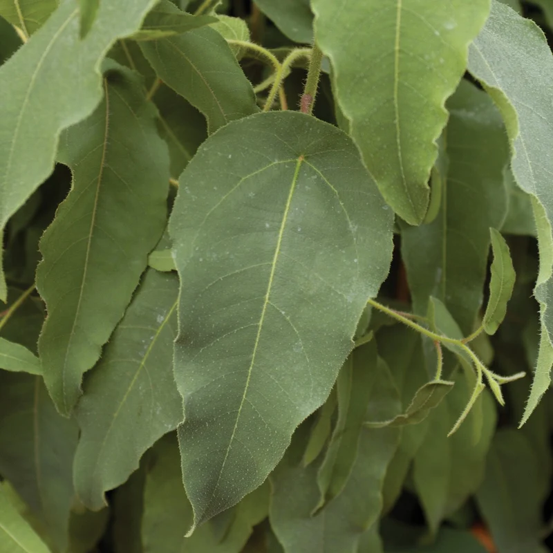 Eucalyptus citriodora – Eucalyptus Citronné