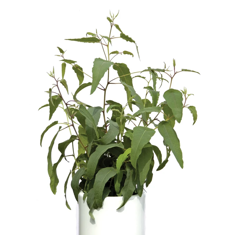 Eucalyptus citriodora – Eucalyptus Citronné