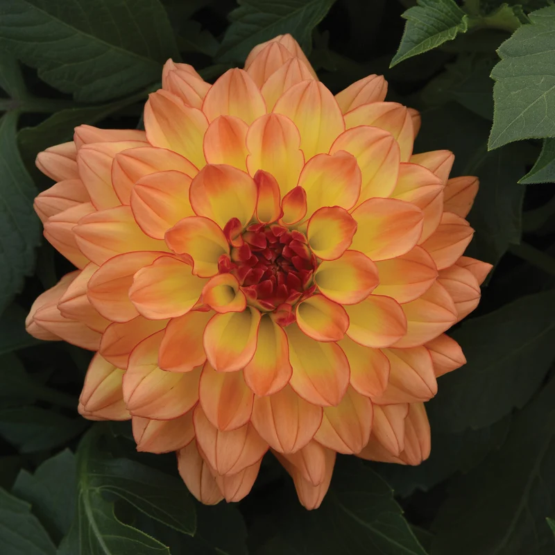 Dahlia VENTI™ Tequila Sunrise