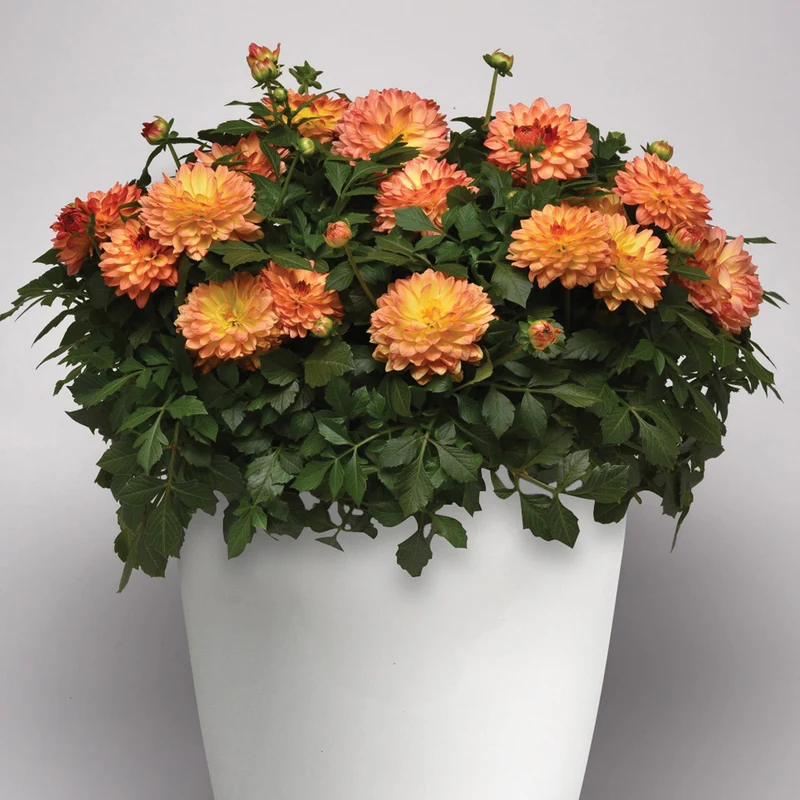 Dahlia VENTI™ Tequila Sunrise