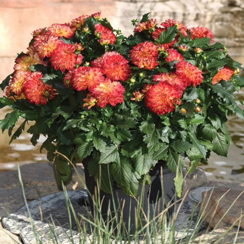 Dahlia VENTI™ Tequila Sunrise
