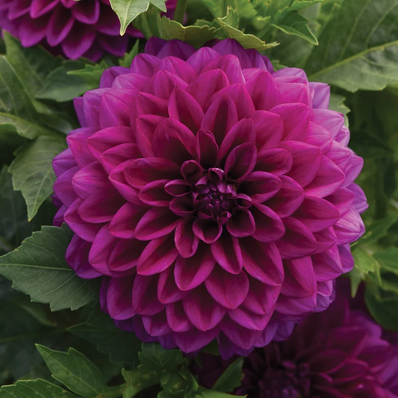 Dahlia VENTI™ Royal Purple
