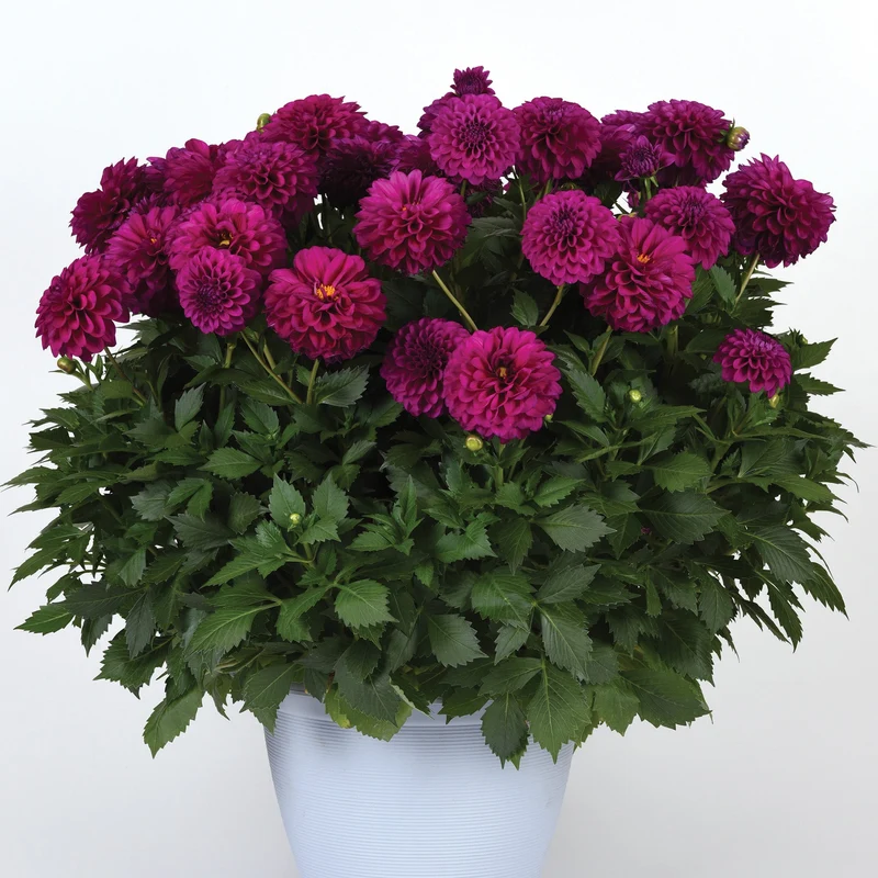 Dahlia VENTI™ Royal Purple