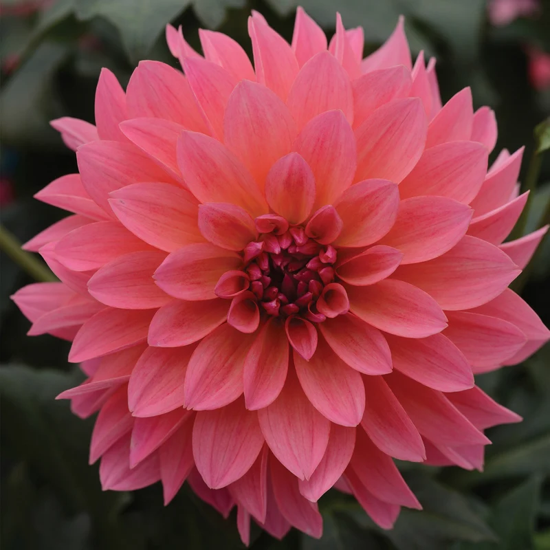 Dahlia VENTI™ Passion Fruit
