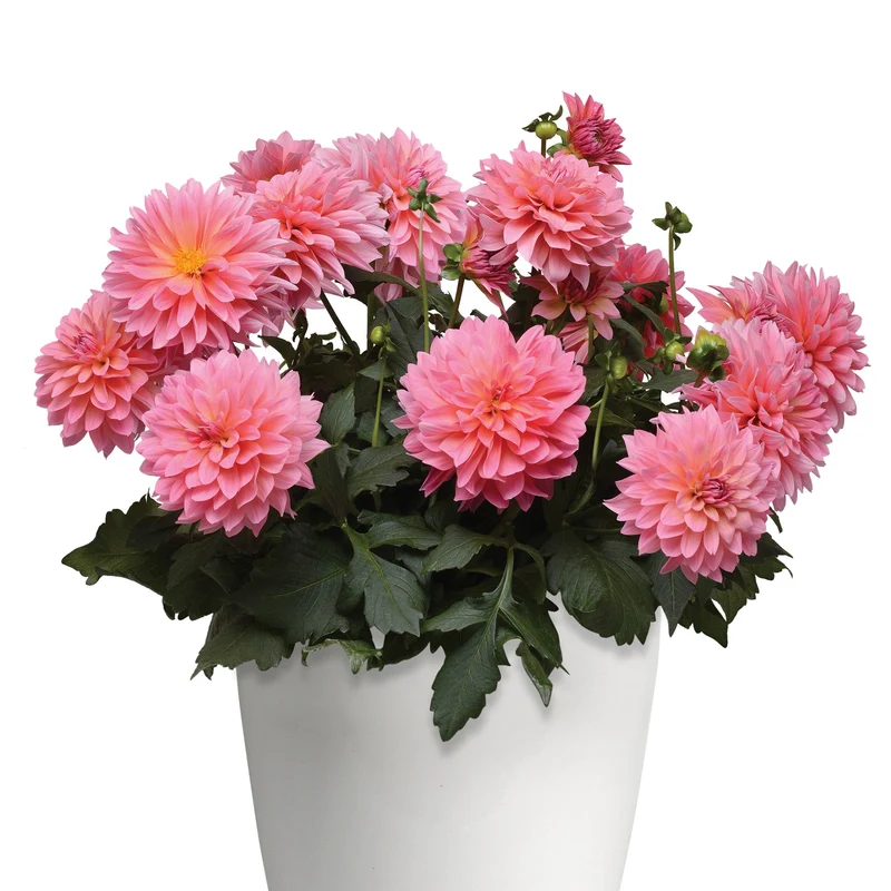 Dahlia VENTI™ Passion Fruit
