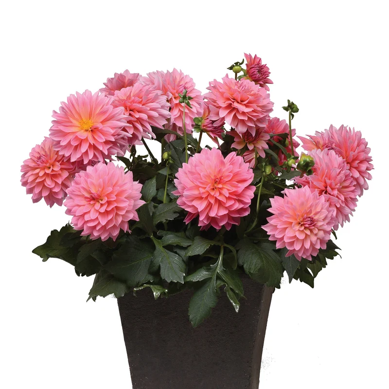 Dahlia VENTI™ Passion Fruit