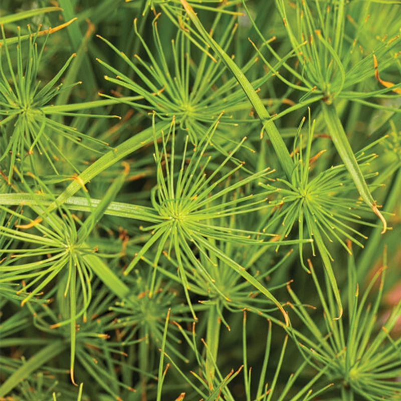 Papyrus GRACEFUL GRASSES® Queen Tut™