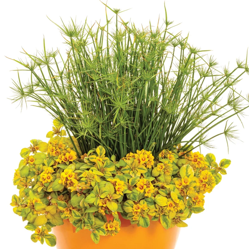 Papyrus GRACEFUL GRASSES® Queen Tut™