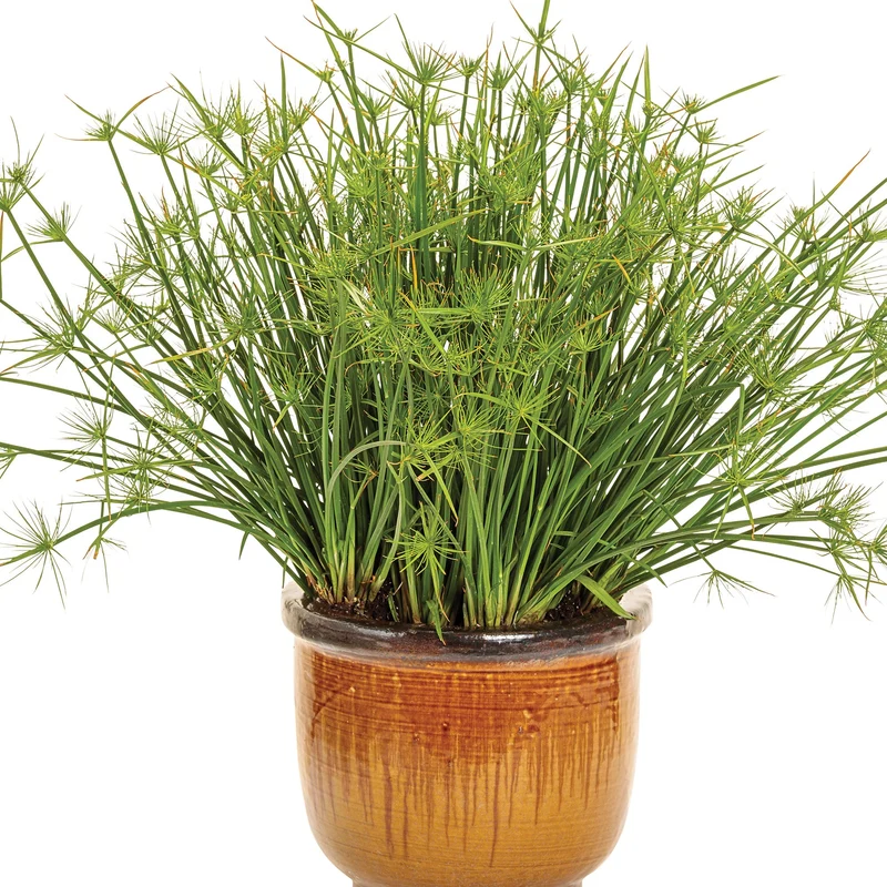 Papyrus GRACEFUL GRASSES® Queen Tut™