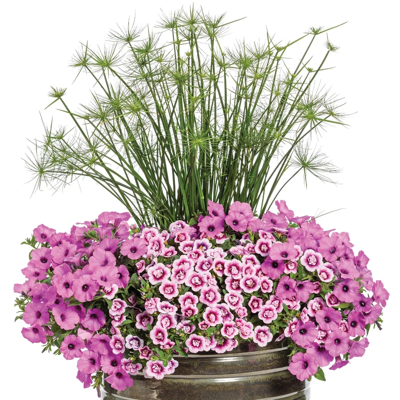 Papyrus GRACEFUL GRASSES® Queen Tut™