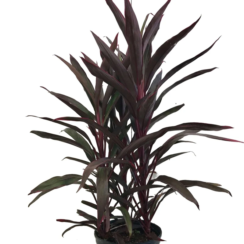 Cordyline 'Red Sensation'