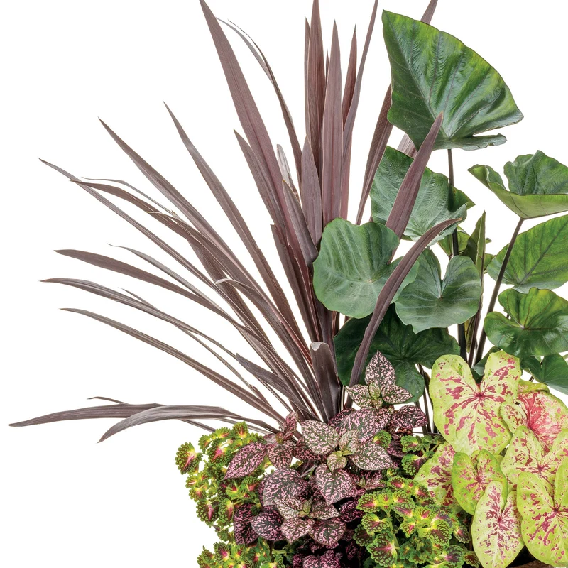 Cordyline 'Red Sensation'