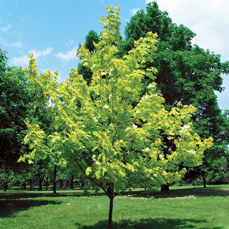 Érable de Norvège 'Princeton Gold'