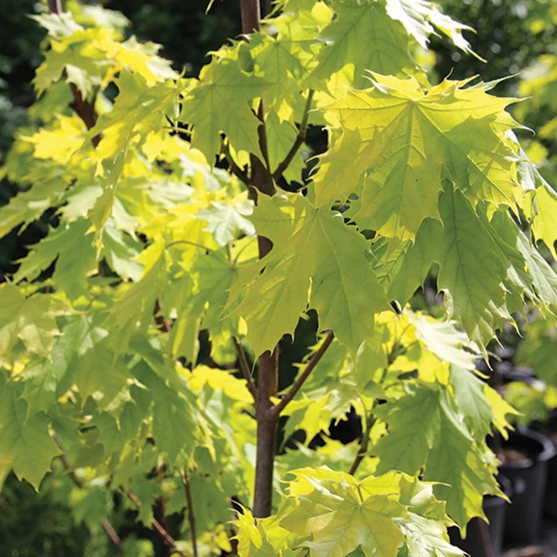 Érable de Norvège 'Princeton Gold'