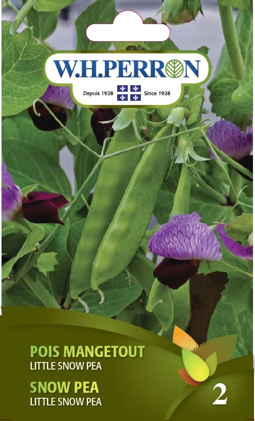Pois Mangetout 'Little Snow Pea' - Semences