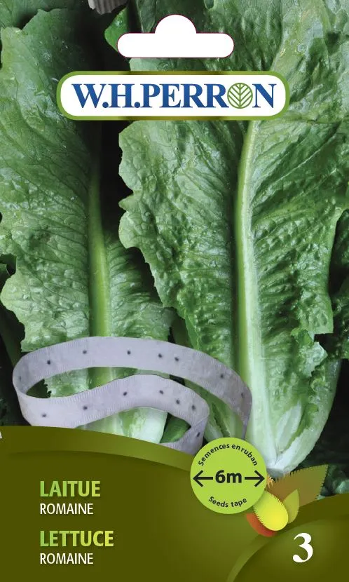 Laitue 'Romaine' - Semences