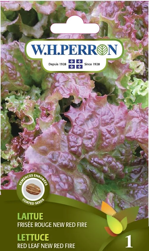 Laitue 'Frisée Rouge New Red Fire' - Semences