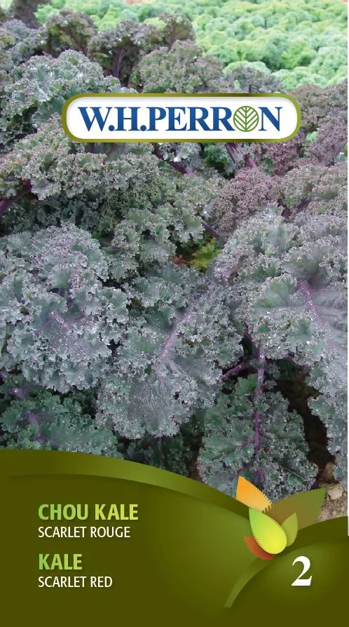 Chou Kale 'Scarlet Rouge' - Semences