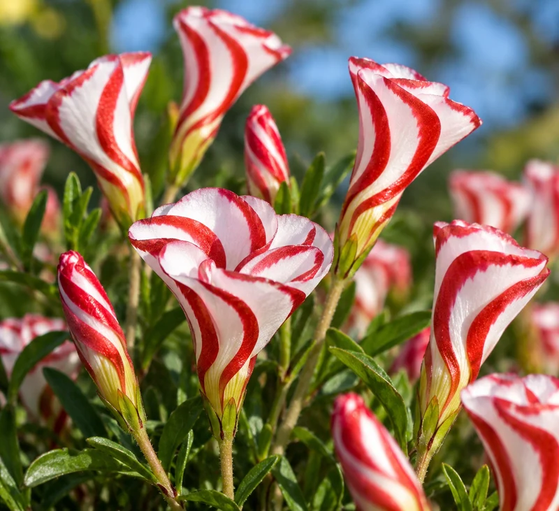 Oxalis candy cane ( Oxalis versicolor )