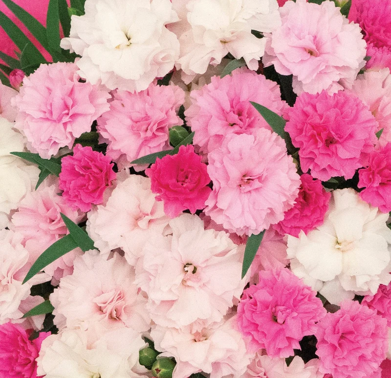 Dianthus 'I Love U' – Œillet 'I Love U'