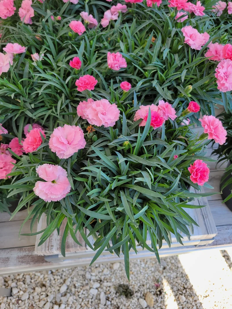 Dianthus 'I Love U' – Œillet 'I Love U'