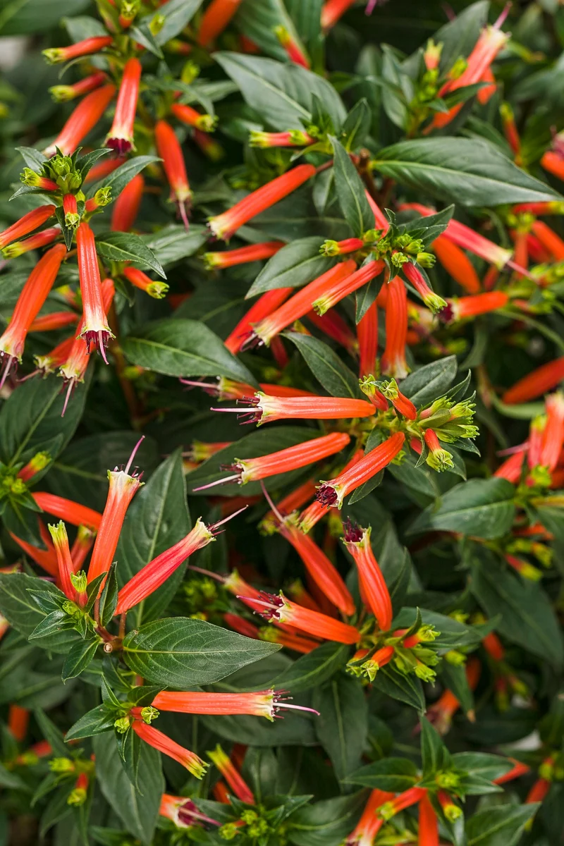 Cuphea hybrid 'Vermillionaire®' – Plante-cigare