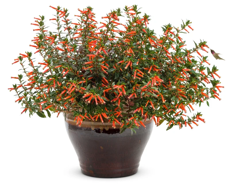 Cuphea hybrid 'Vermillionaire®' – Plante-cigare