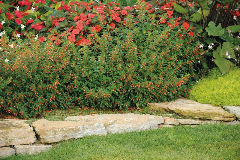 Cuphea hybrid 'Vermillionaire®' – Plante-cigare