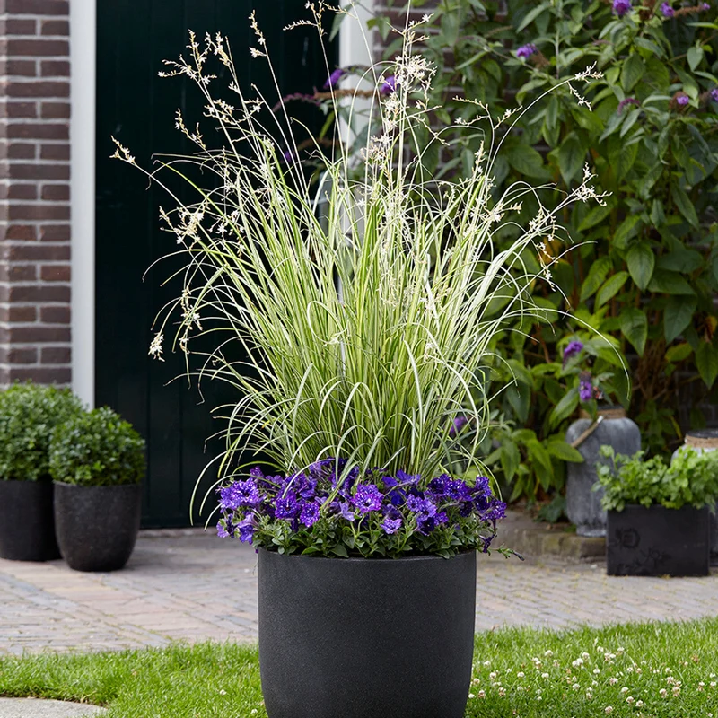 Plante araignée 'Starlight'