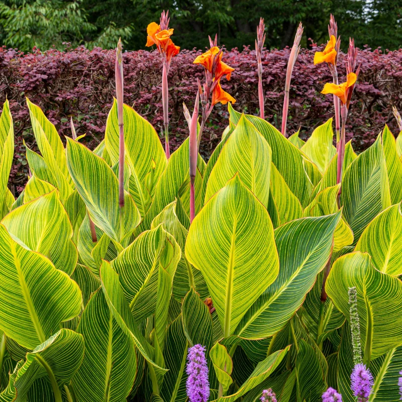 Canna 'Pretoria'